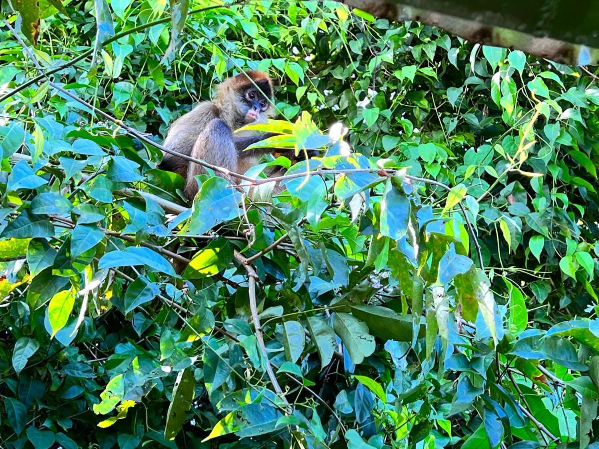 Natural Experience House Tortuguero Dış mekan fotoğraf