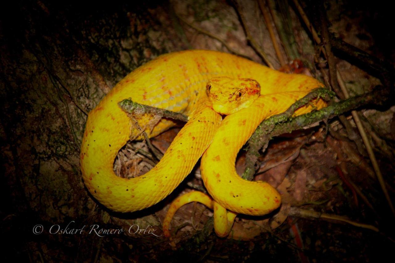Natural Experience House Tortuguero Dış mekan fotoğraf