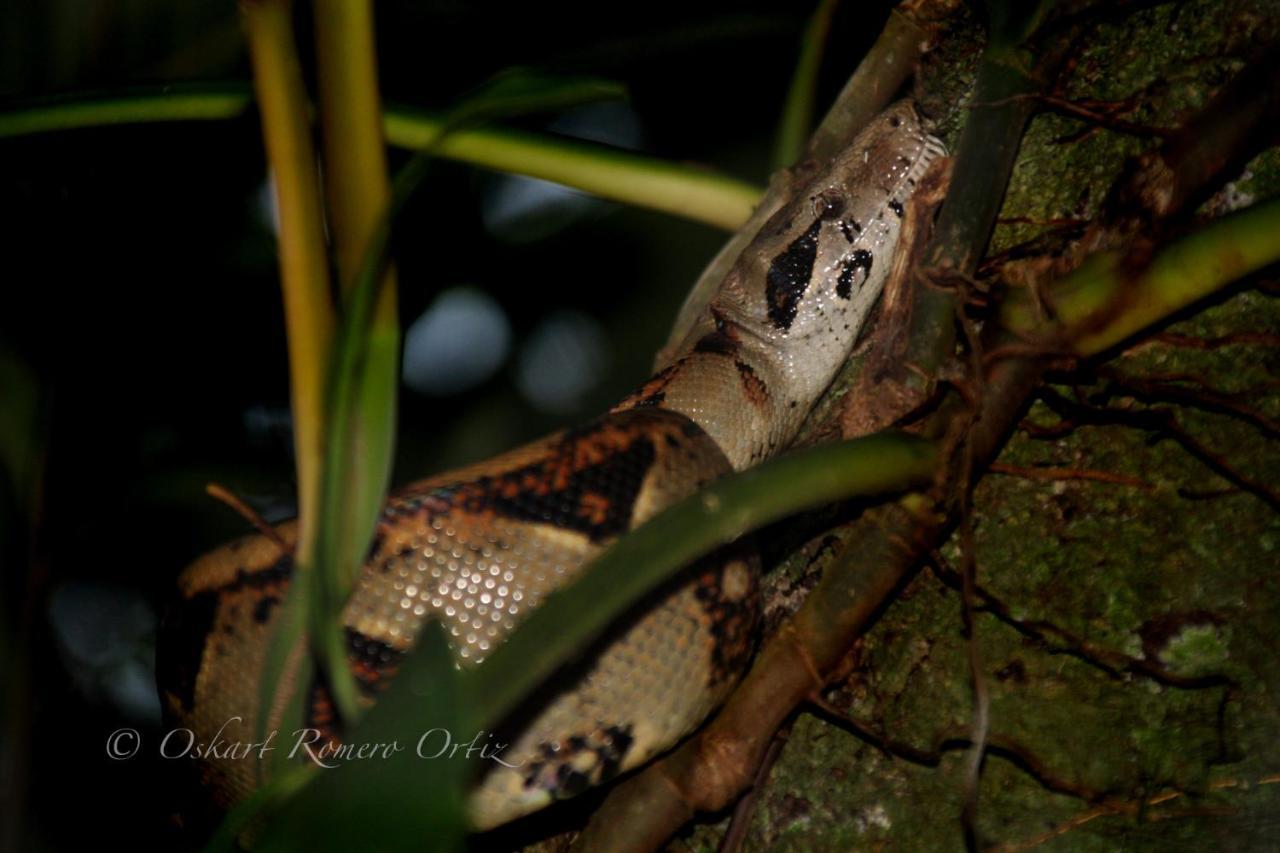 Natural Experience House Tortuguero Dış mekan fotoğraf