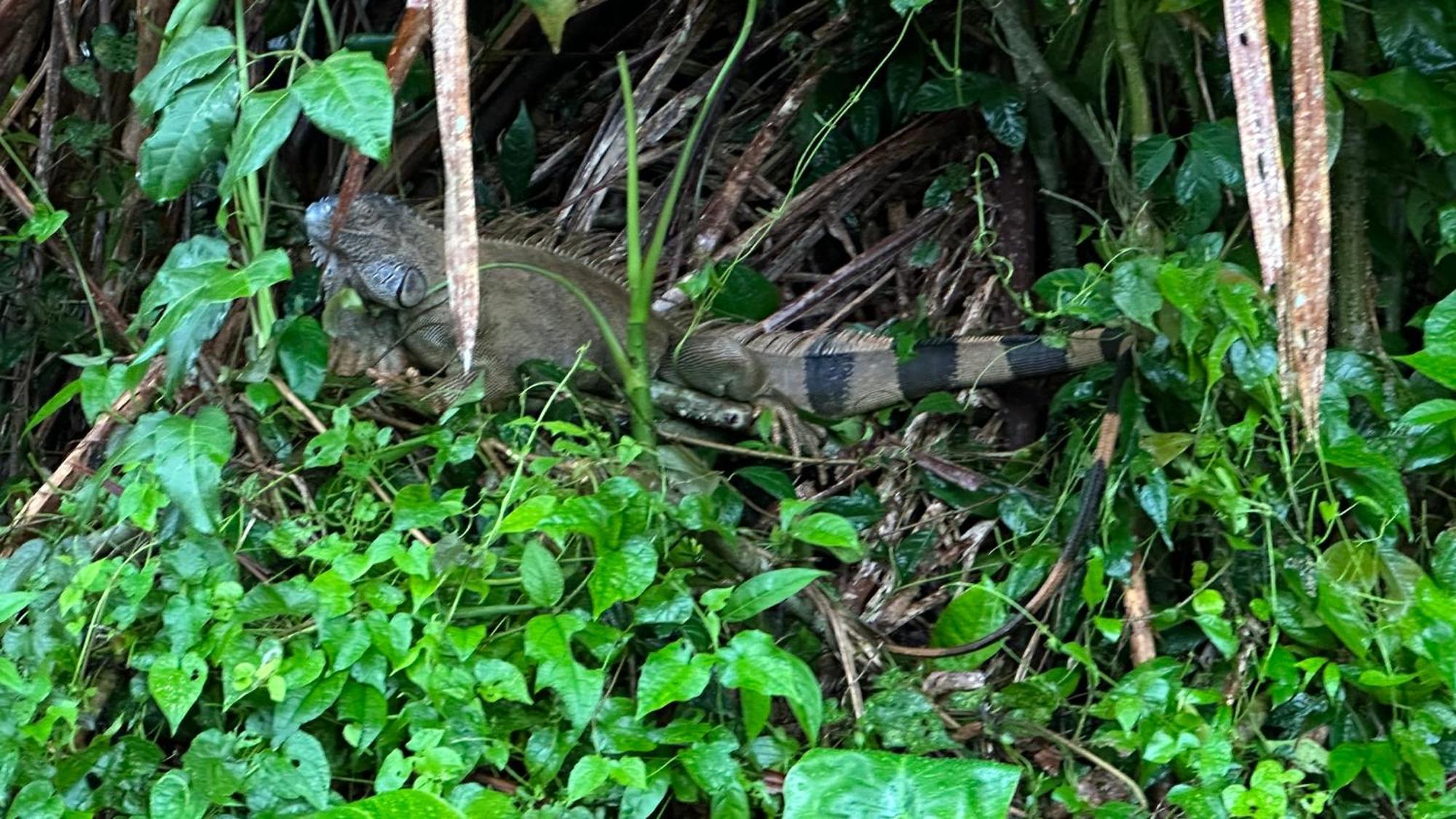 Natural Experience House Tortuguero Dış mekan fotoğraf